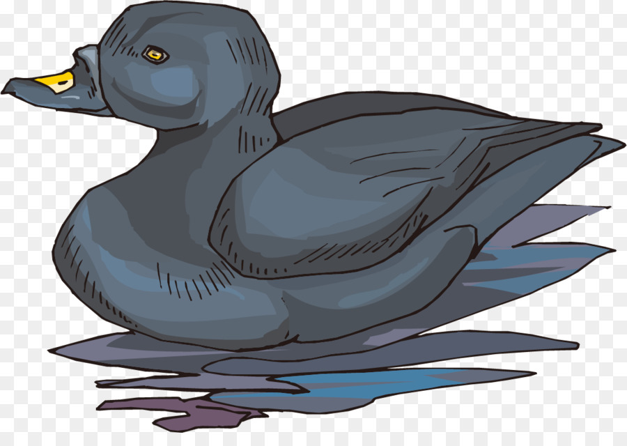 Canard，Oiseau PNG