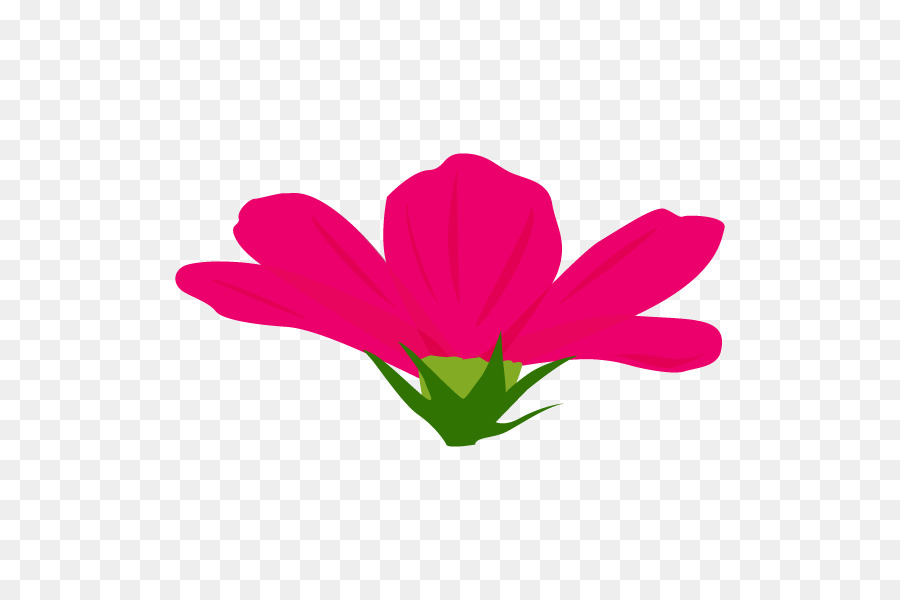 Fleur Rose，Floraison PNG