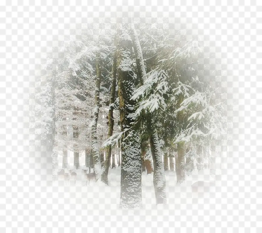 Forêt D'hiver，Neige PNG