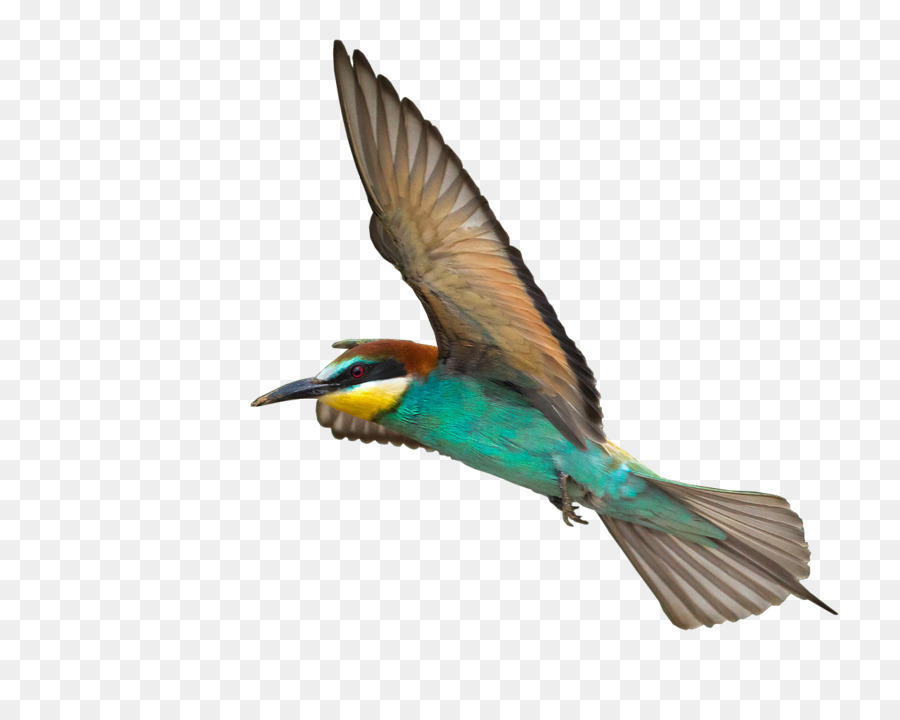 Colibri，Oiseau PNG