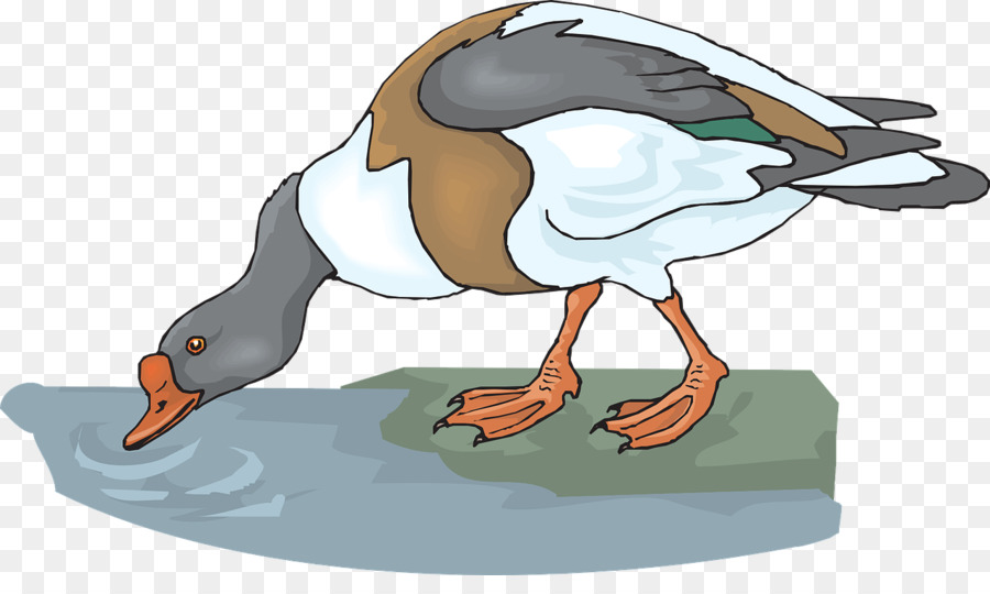 Canard，Eau PNG