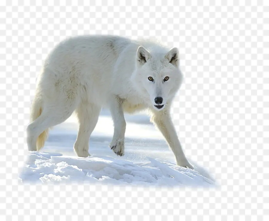 Tundra Alaska Wolf，Chien Du Groenland PNG