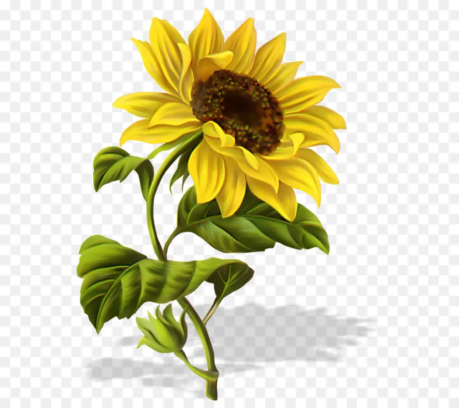 Tournesol，Fleur PNG