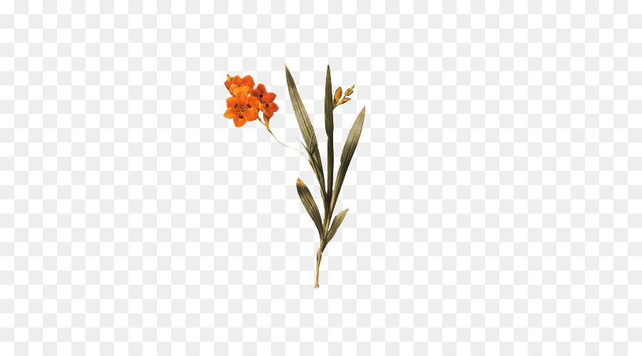 Fleur，Tige PNG