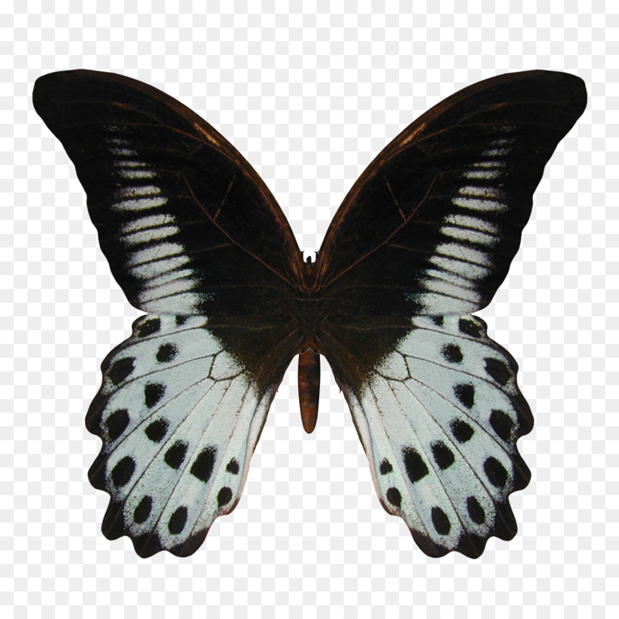 Papillon，Insecte PNG