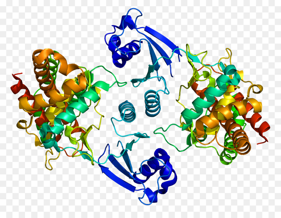 Structure Des Protéines，Molécule PNG