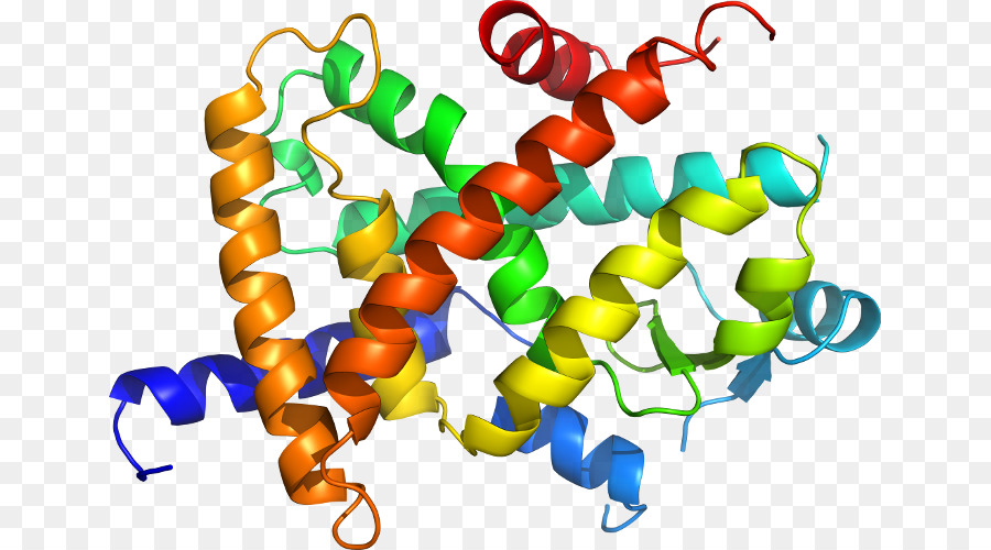 Structure Des Protéines，Biologie PNG