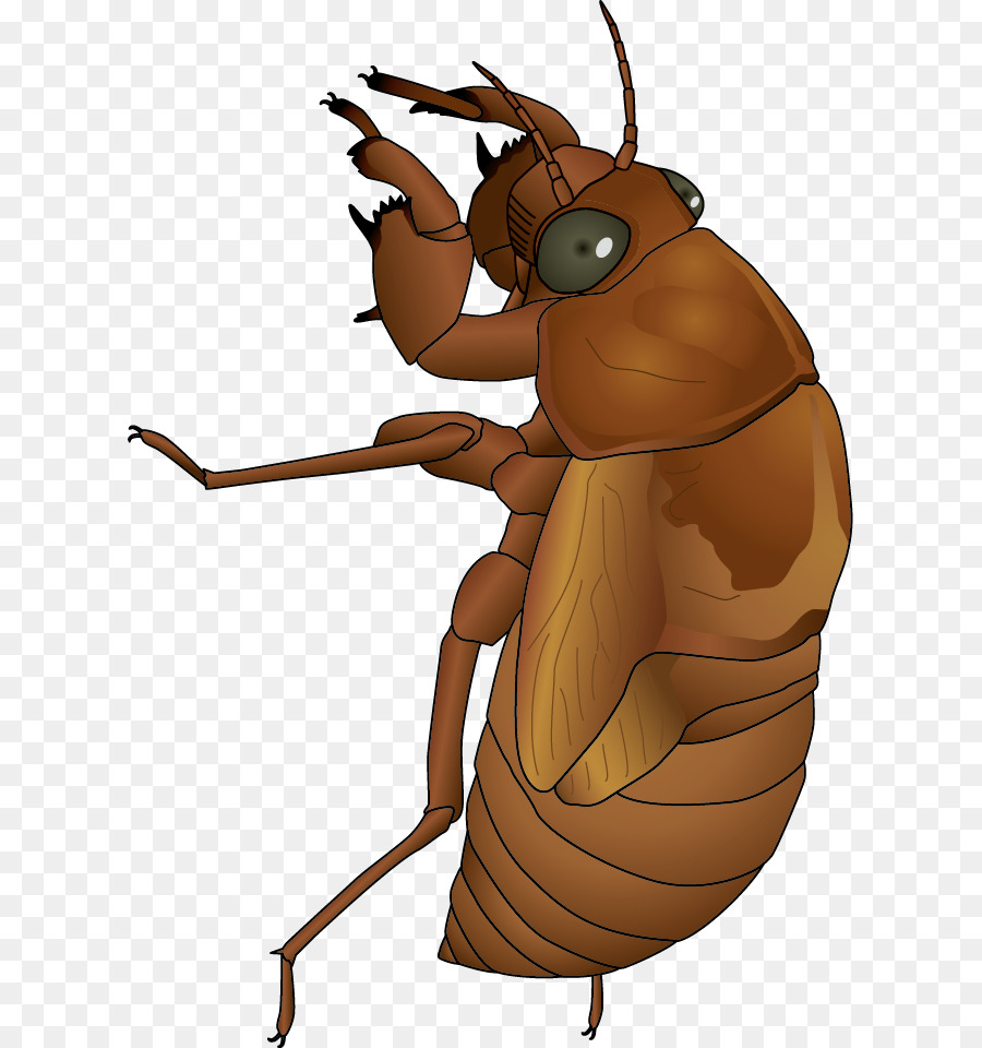 Cicadidae，Postscript Encapsulé PNG