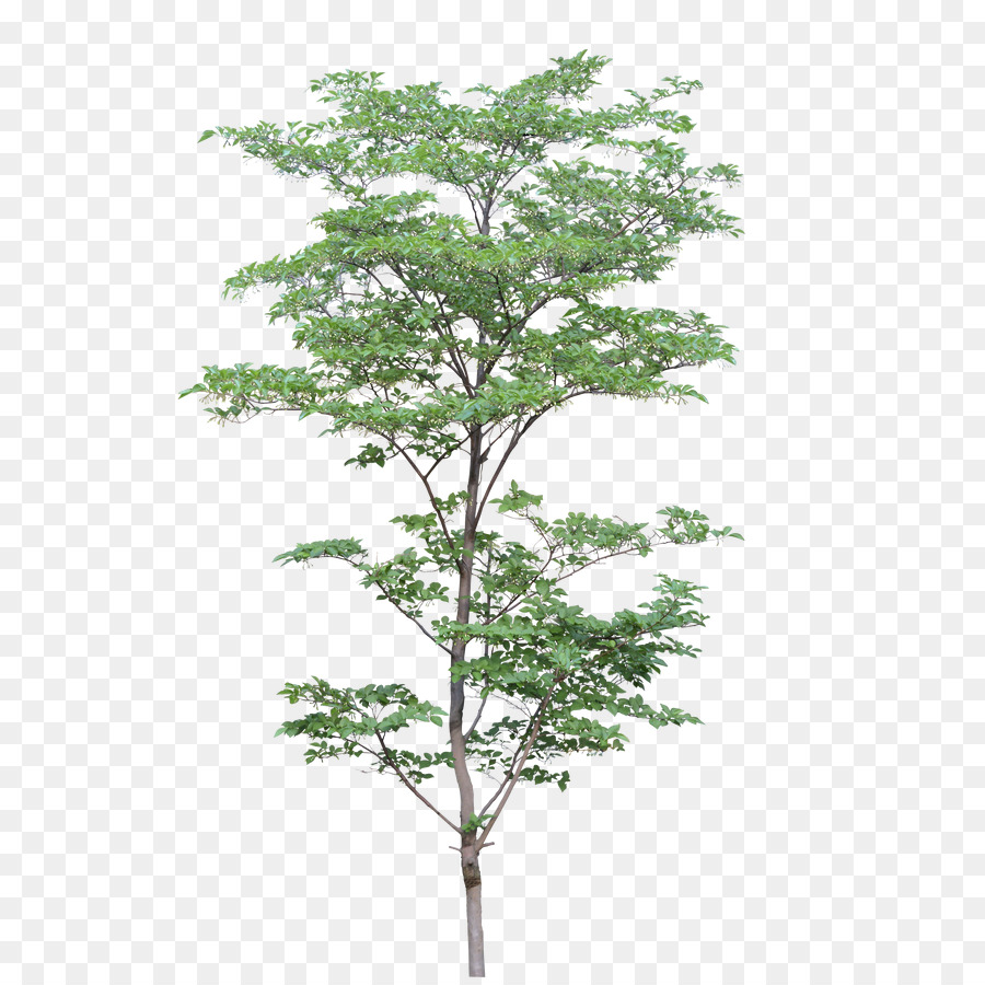 Arbre，Feuilles PNG