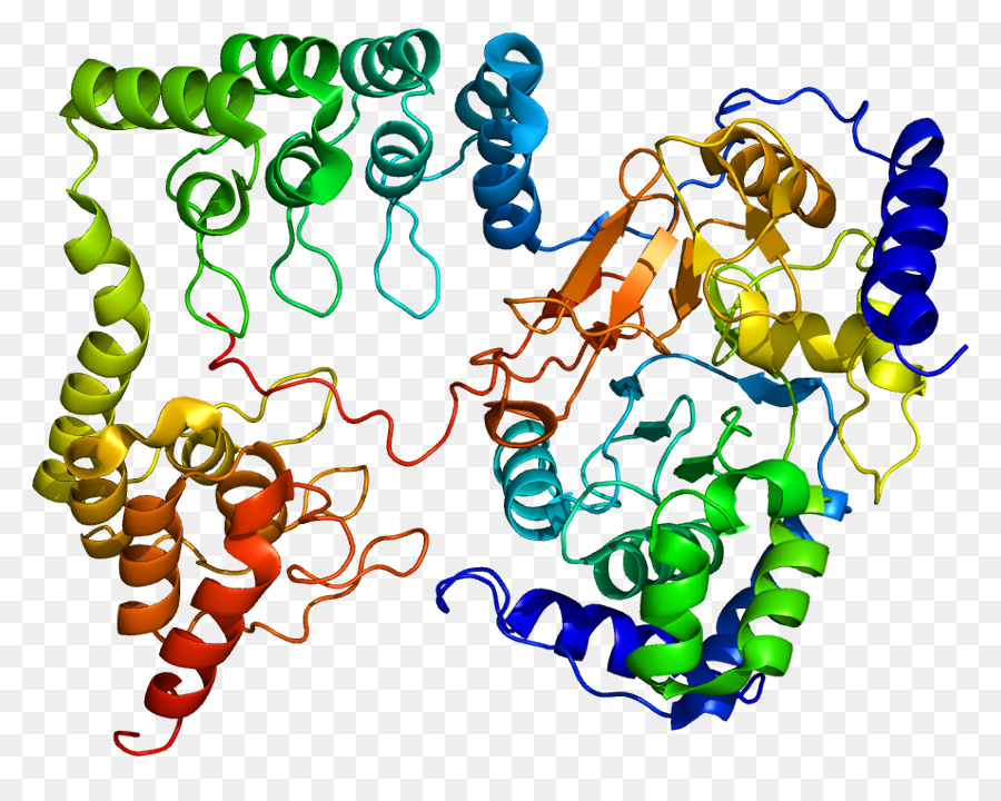 Structure Des Protéines，Molécule PNG