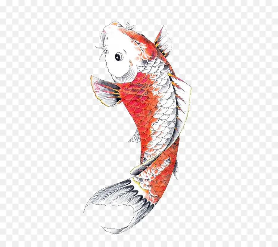 Poisson Koi，Orange PNG