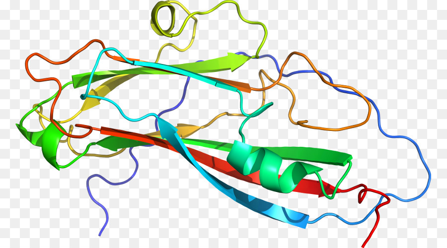 Structure Des Protéines，Molécule PNG