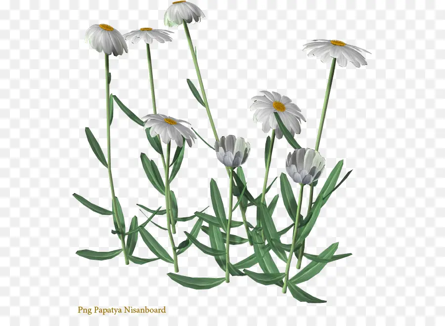 Marguerites Blanches，Fleurs PNG