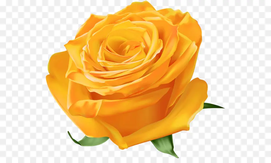 Rose Jaune，Floraison PNG