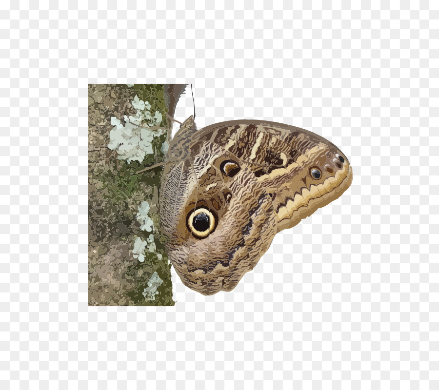 Papillon，Les Insectes PNG