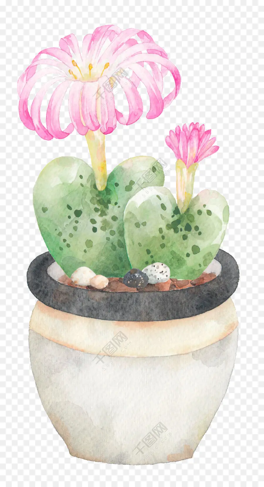 Cactus Aquarelle，Fleur PNG