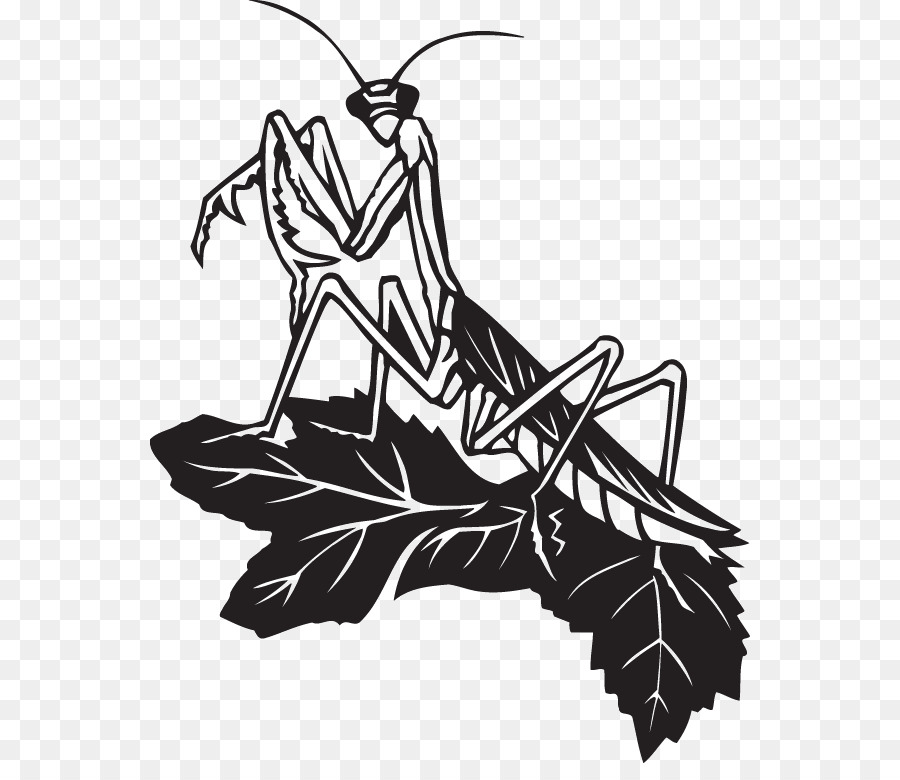 Les Insectes，Mantis PNG