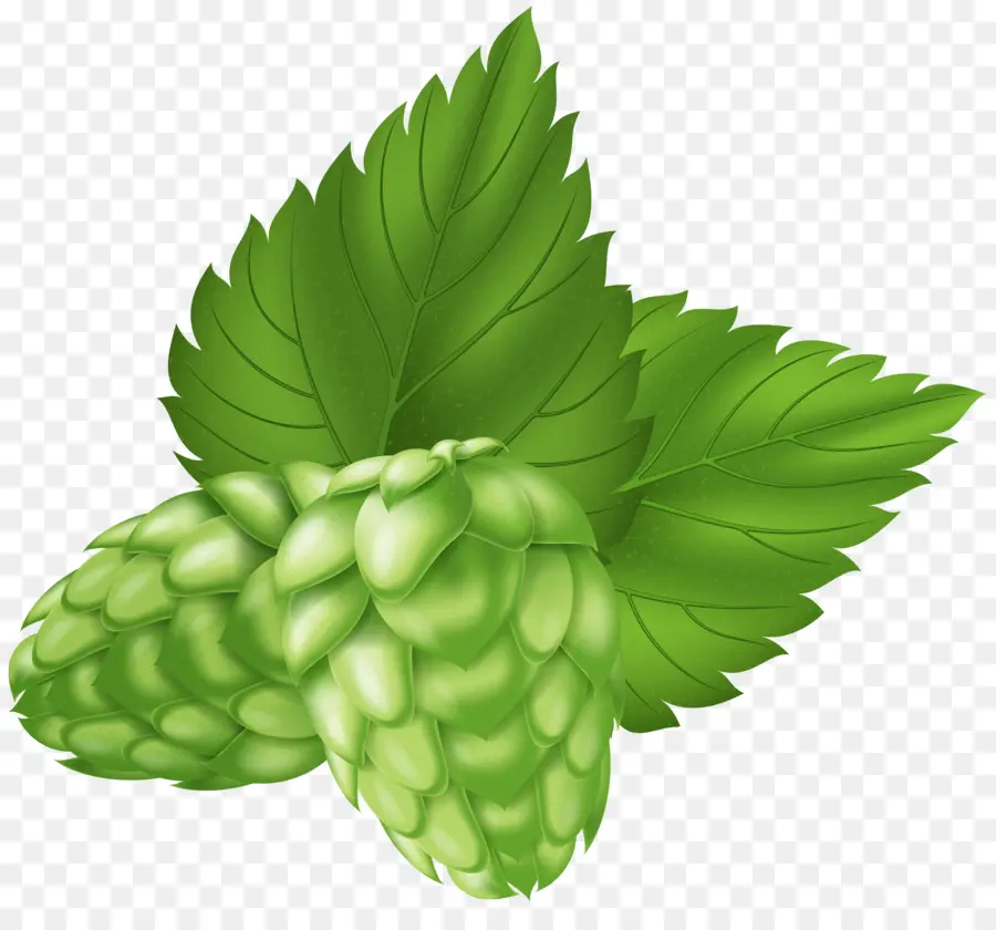 Houblon Vert，Feuilles PNG