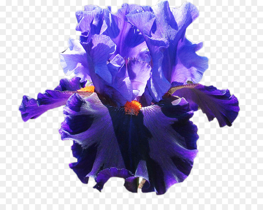 Fleur Violette，Pétales PNG