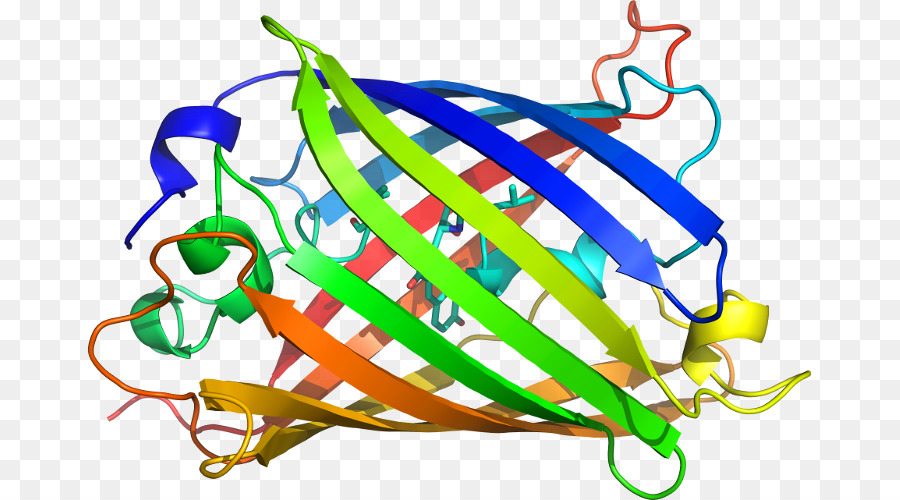 Aequorea Victoria，Fluorescence PNG