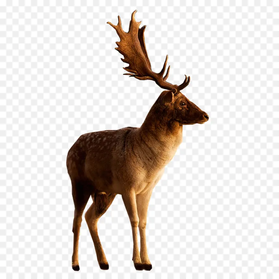 Tête De Cerf，Faune PNG