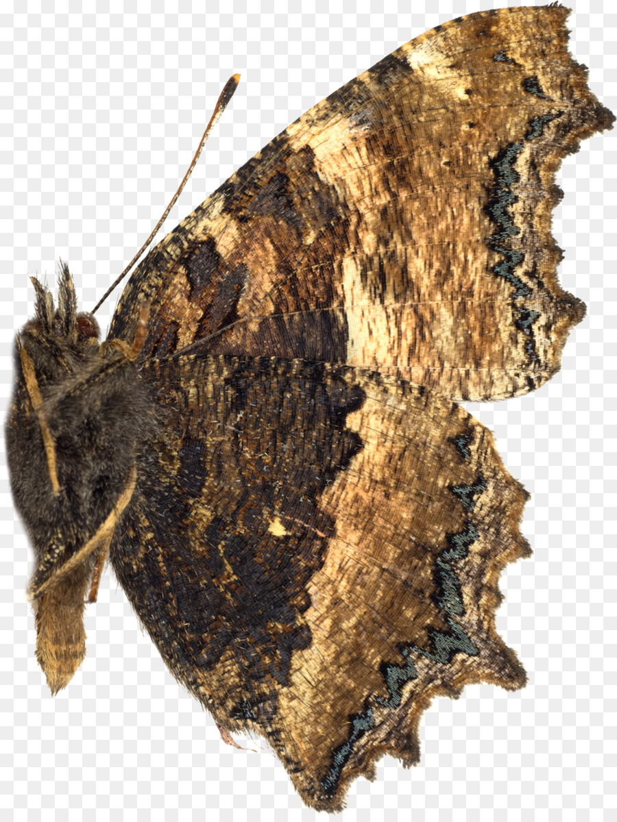 Papillon De Nuit，Ailes PNG