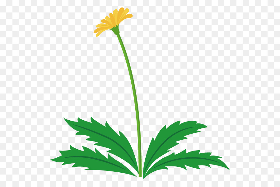 Pissenlit，Fleur PNG