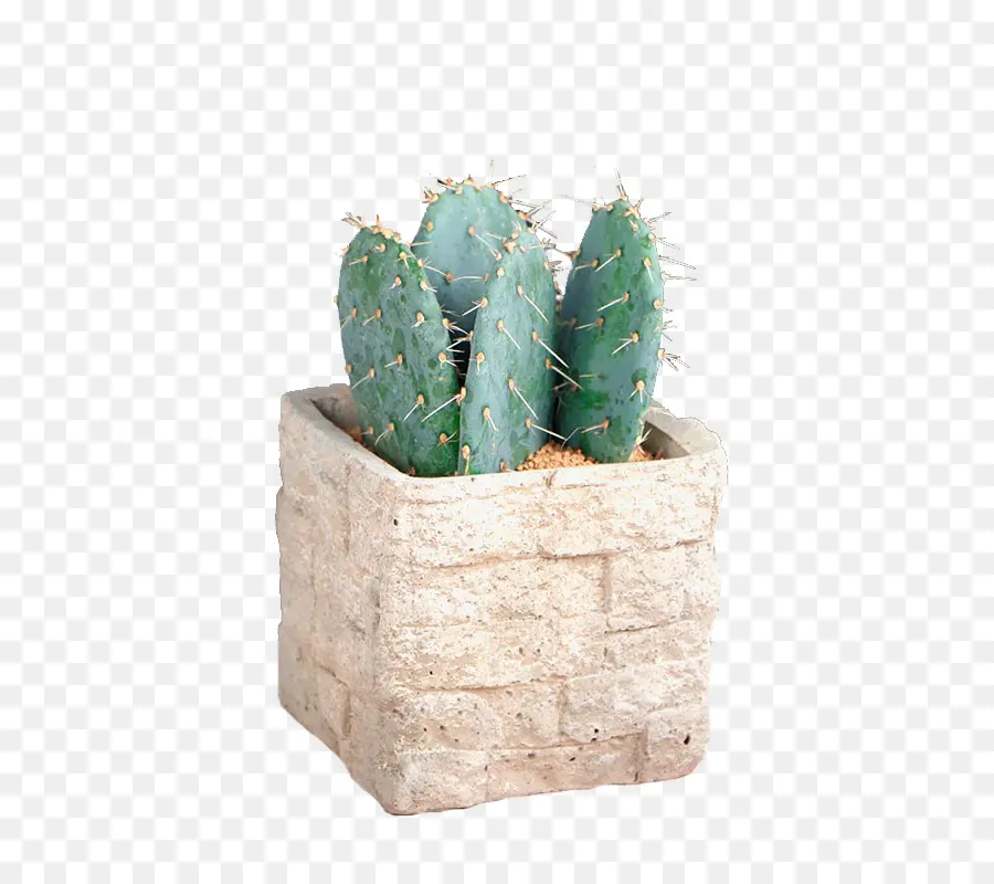 Cactus，Succulent PNG