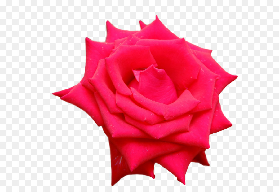 Rose Rouge，Fleurir PNG