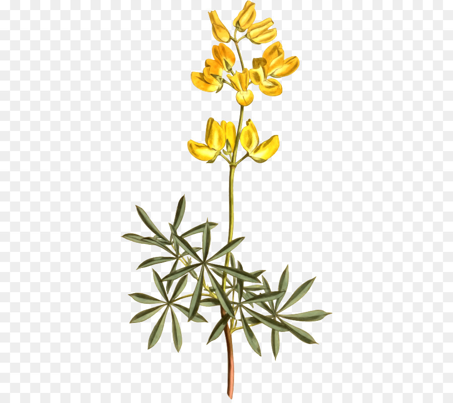 Fleur Jaune，Fleurir PNG