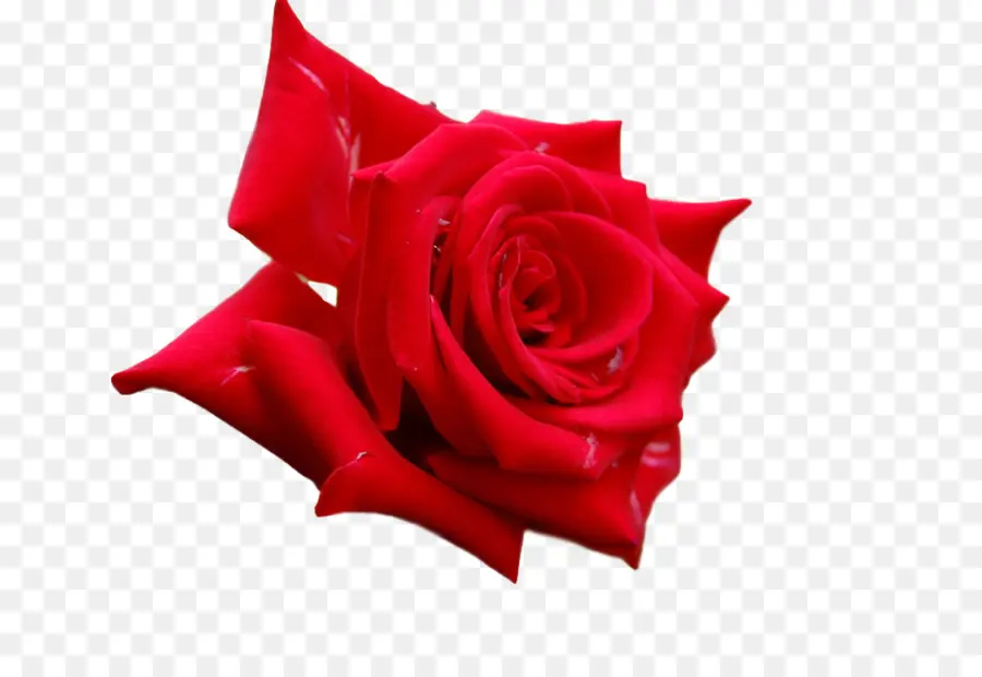 Rose Rouge，Fleur PNG