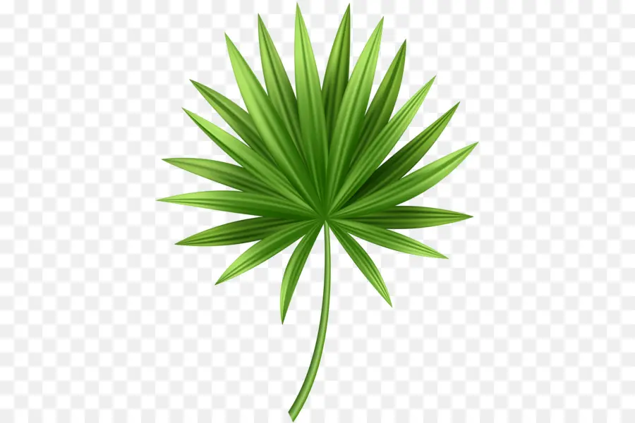 Les Palmiers，Feuille PNG