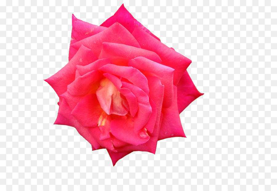 Rose，Floraison PNG