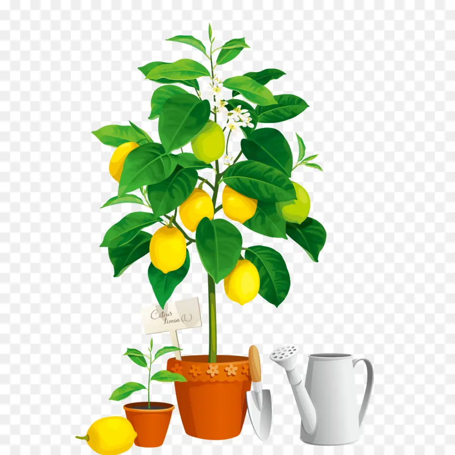 Citronnier，Citrons PNG