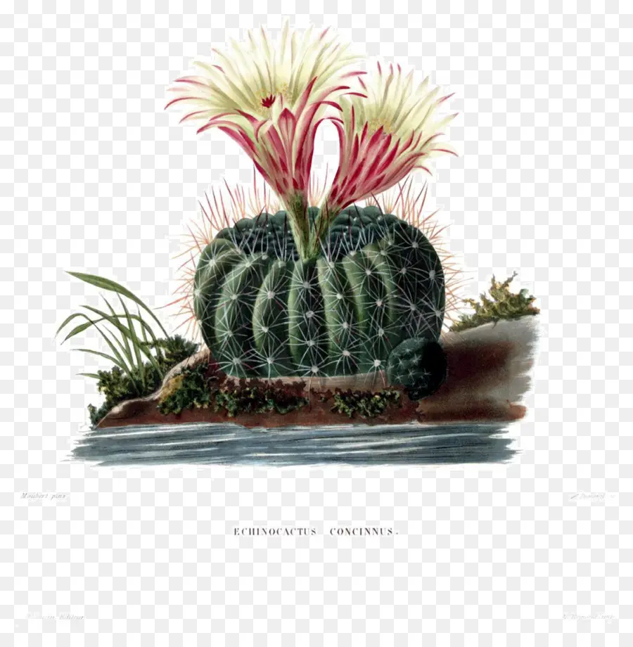 Les Turcs à La Tête De Cactus，La Botanique PNG