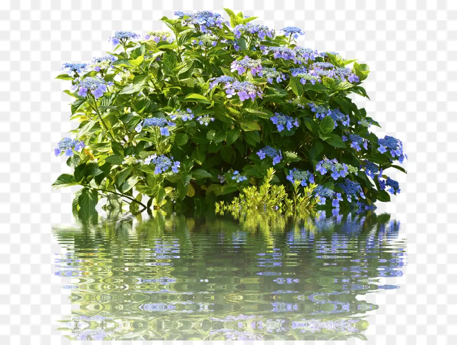 Fleurs Bleues，Buisson PNG