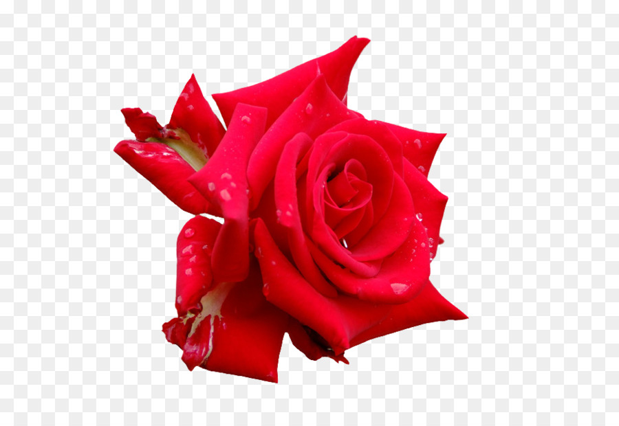 Rose Rouge，Fleurir PNG