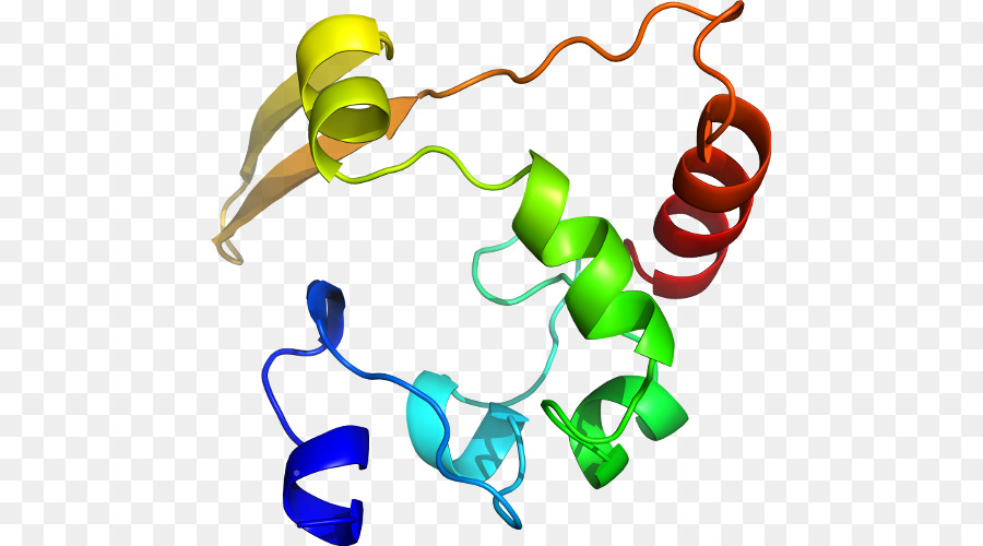 Structure Des Protéines，Molécule PNG