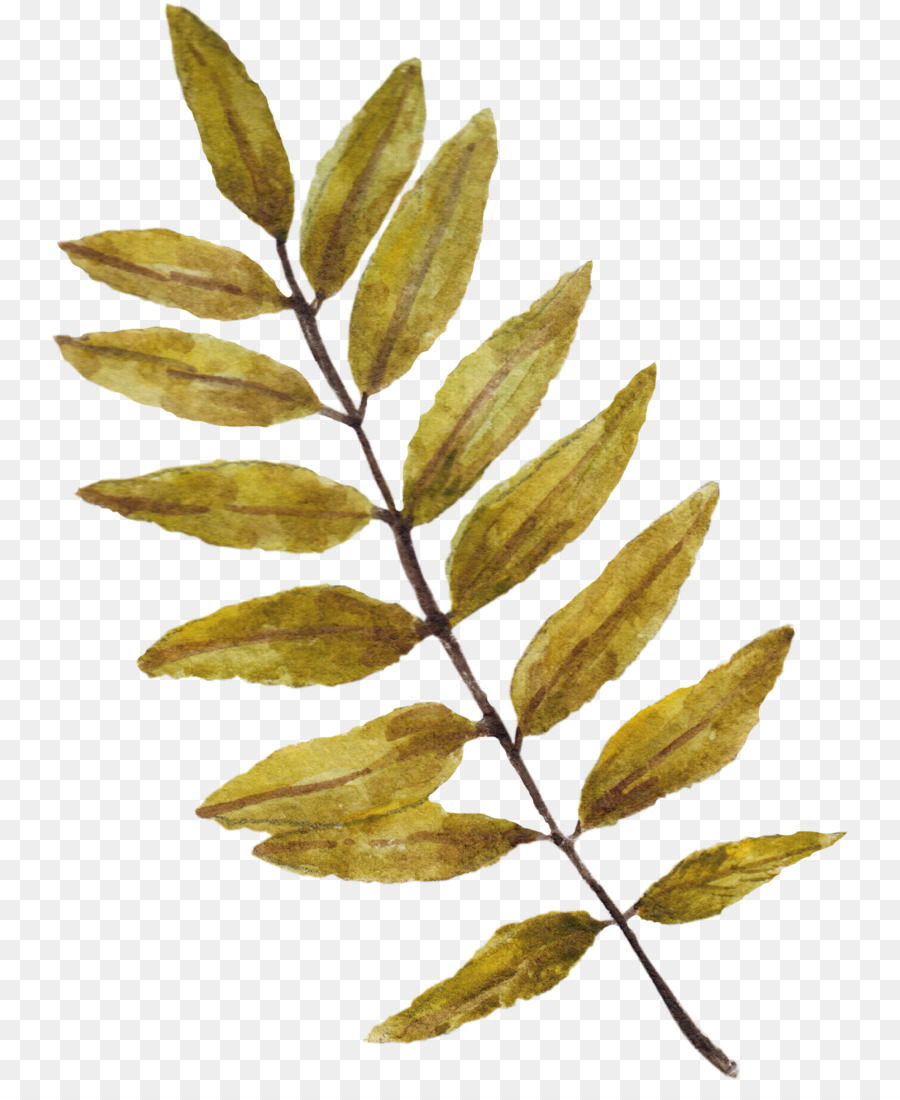 Feuille D'or，Usine PNG