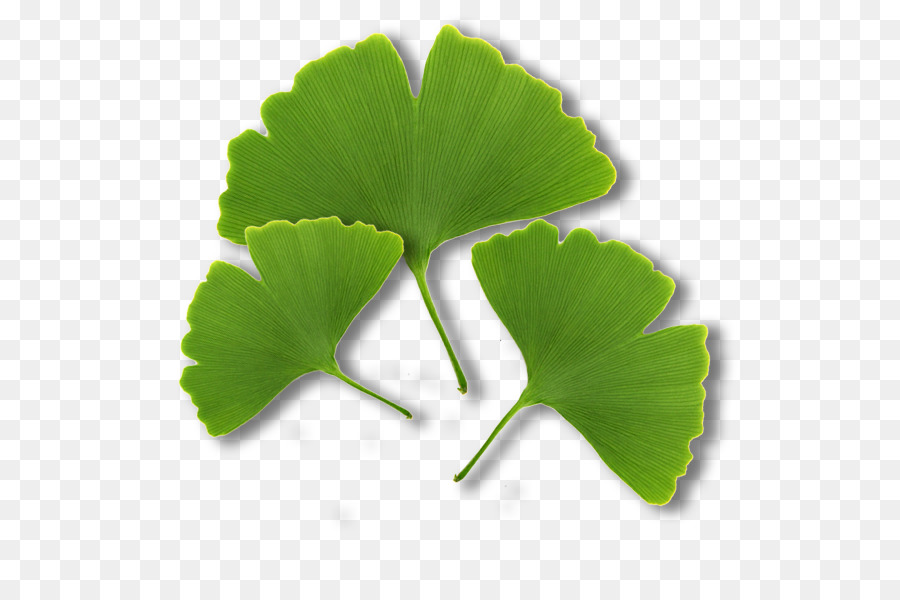 Feuilles Vertes，Usine PNG