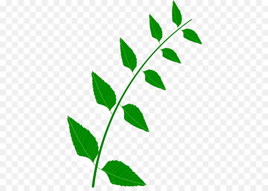 Plante Verte，Feuilles PNG