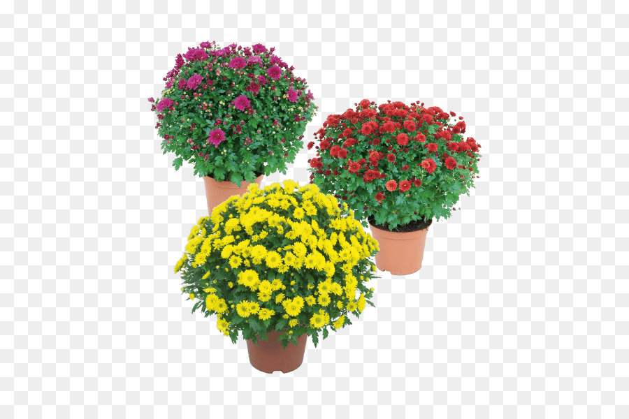 Flowerpot，Chrysanthème PNG