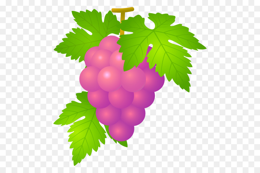 Raisins，Vigne PNG