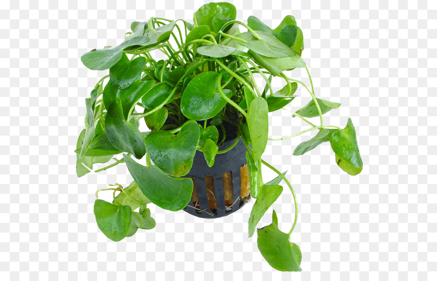 Les Plantes Aquatiques，Hygrophila Polysperma PNG