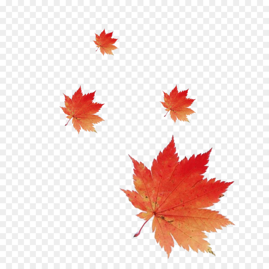 Feuilles D'érable，Automne PNG