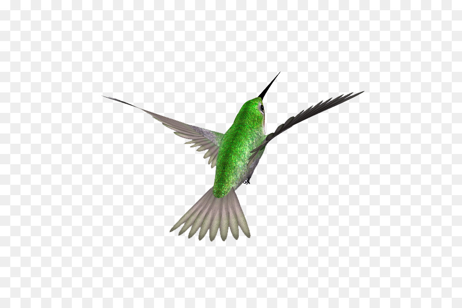 Oiseau，Colibri PNG