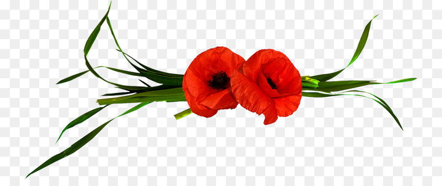 Fleurs Rouges，Coquelicots PNG