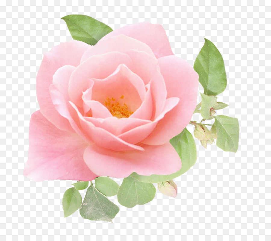 Fleur Rose，Tige PNG