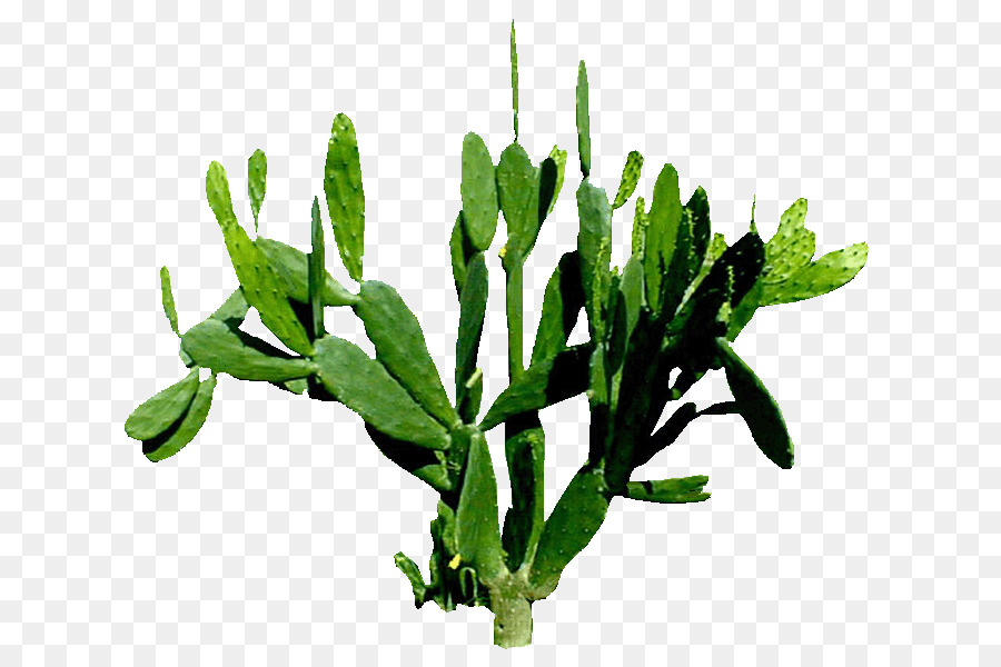 Cactus，Vert PNG