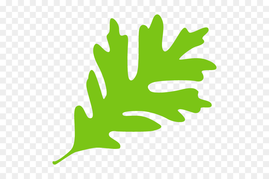 Feuille，Les Plantes PNG